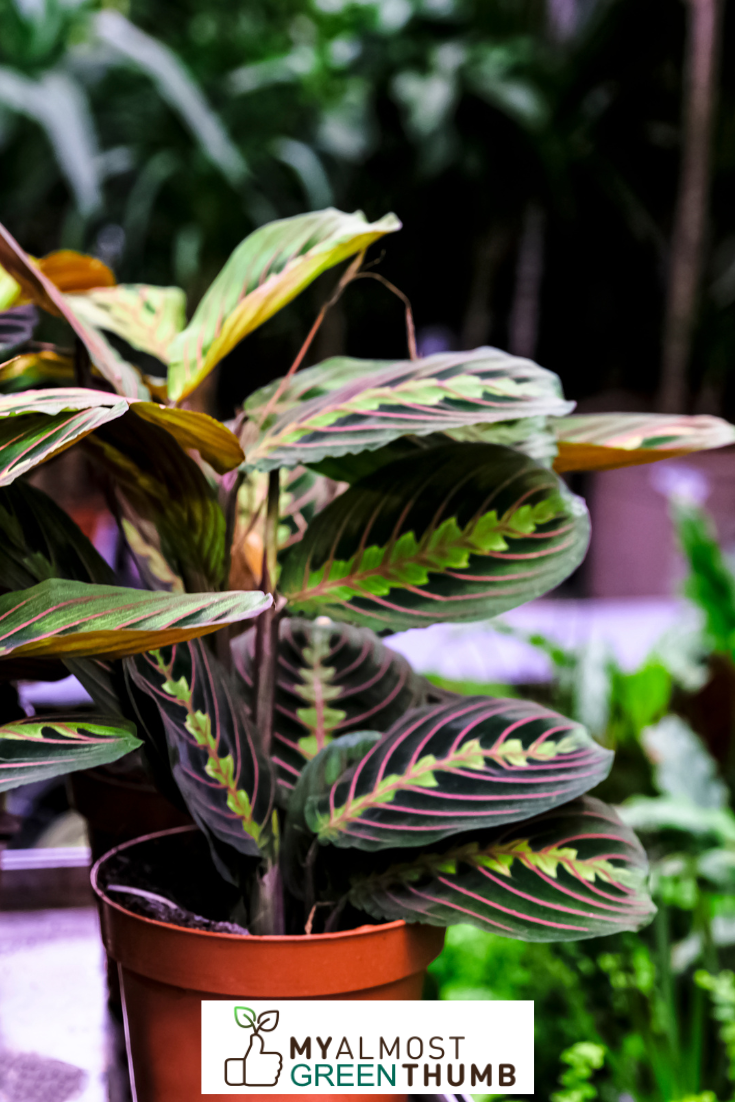 Do Fake Lemon Lime Prayer Plants Look Real?